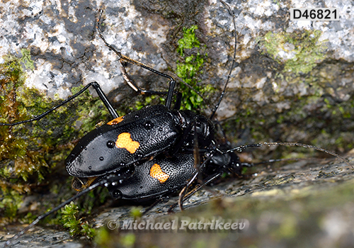 Oxycheila tristis